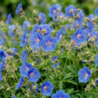 Green boutiQ - Plante vivace - Géranium Johnson's Blue - Bec-de-cigogne - Couvre-sol - Bleu - 3 Plantes - Pot 11cm - Hauteur 15-25cm