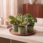 3x Baby Plants Surprise Box - Baby Plants Surprise Box - Various colours - Tropical - incl. Linnea Olive - Ø6cm - ↕5-15cm