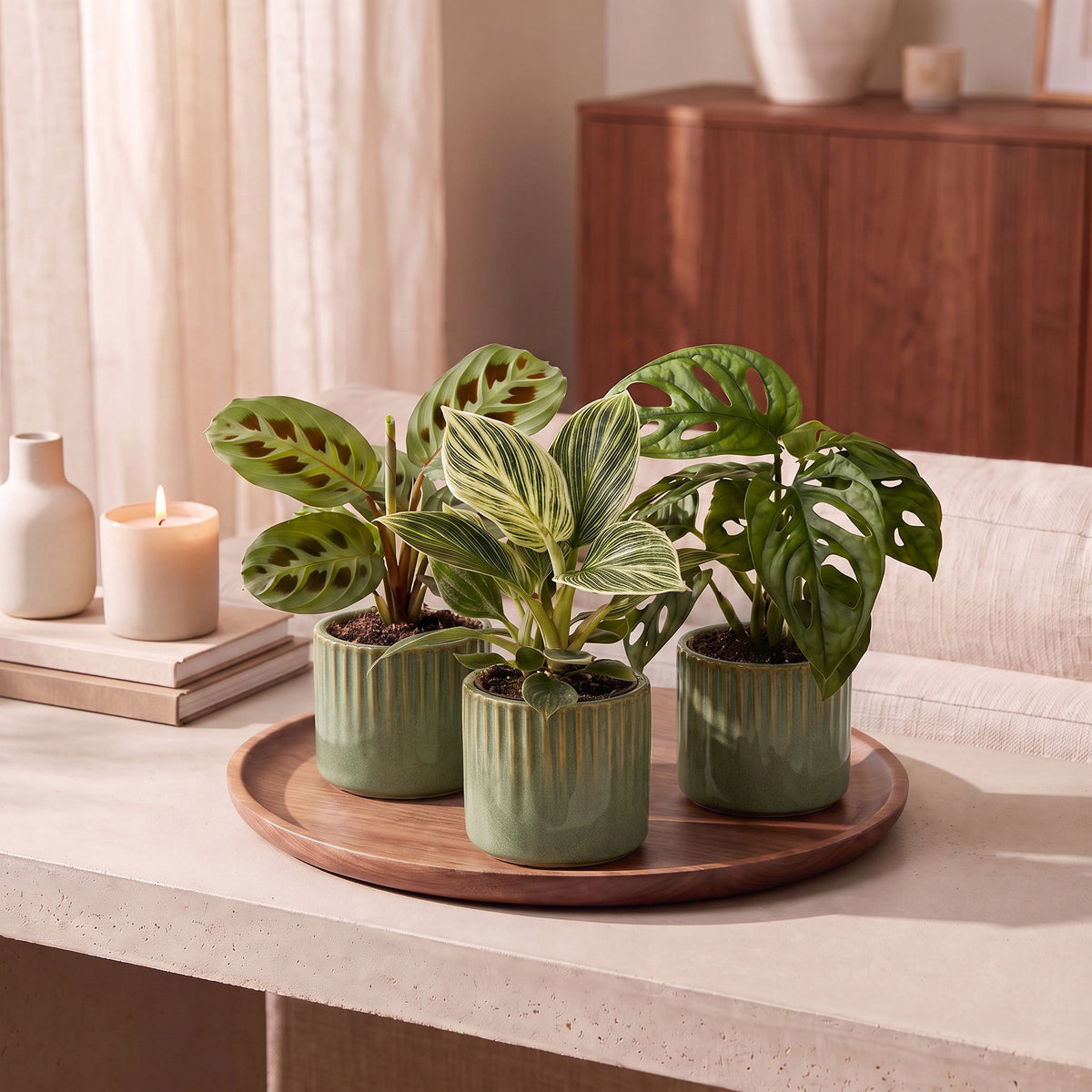 3x Baby Plants Surprise Box - Baby Plants Surprise Box - Various colours - Tropical - incl. Linnea Olive - Ø6cm - ↕5-15cm