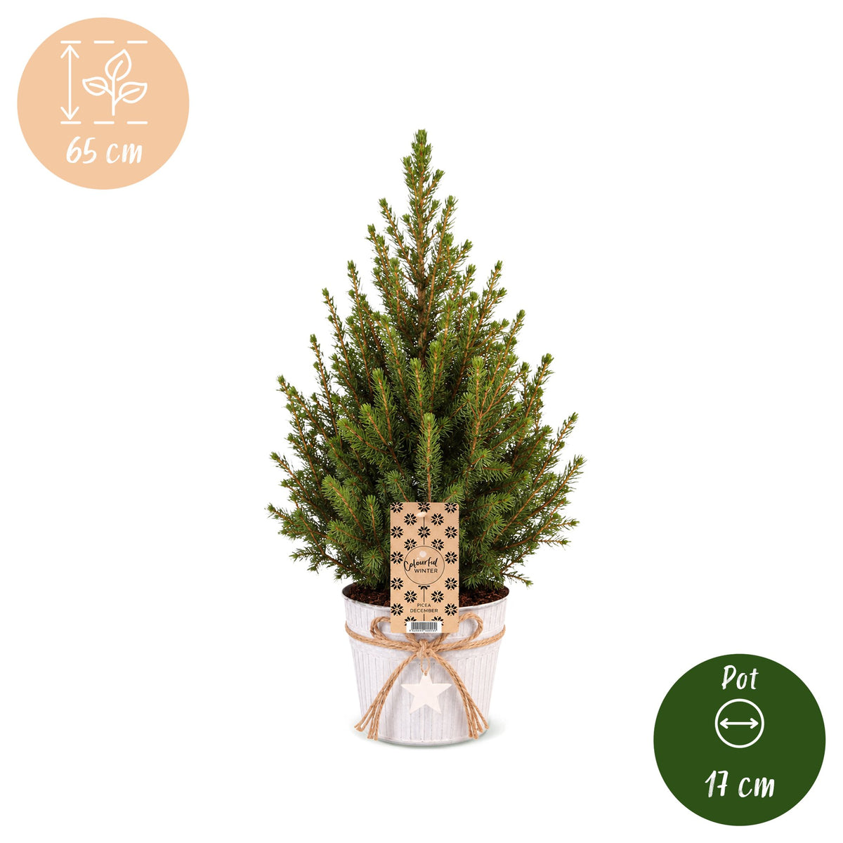 2x Picea glauca Conica - Dwarf Alberta Spruce - Green - White - Christmas tree - incl. zinc pot - Ø17cm - ↕65cm