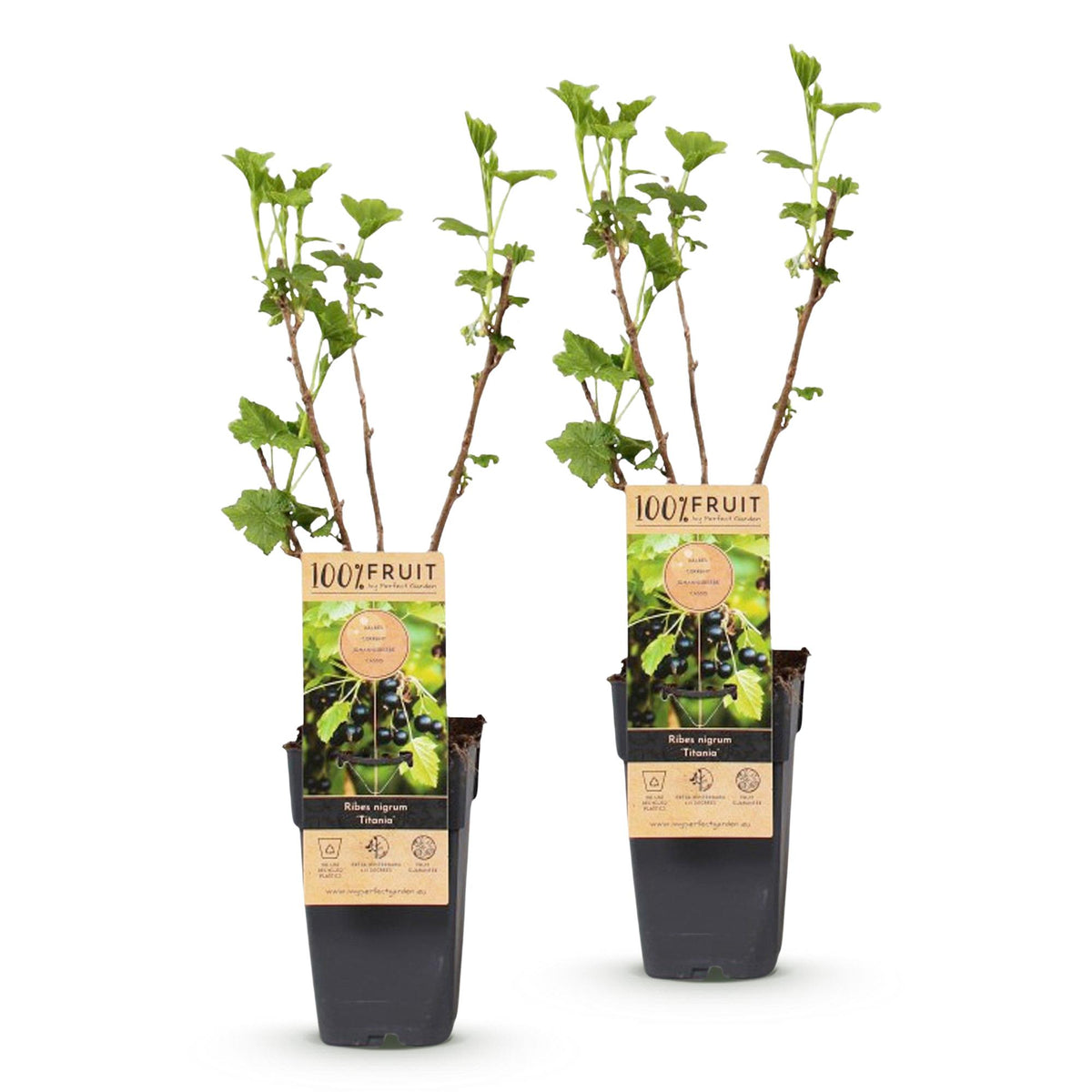 Green boutiQ - Obstpflanze - Ribes nigrum Titania - Beerenstrauch - Winterhart - Schwarze Johannisbeere - 2 Pflanzen - Topf 15cm - Höhe 50cm