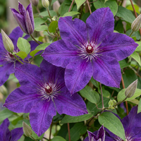 Clematis The President - Bosrank De President - Paars - Klimplant - Ø9cm - ↕35cm