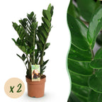 Green BoutiQ - Green is... Plantes d'intérieur - Zamioculcas - Plante ZZ - Peu d'entretien - Vert - 2 Plantes - Pot 17cm - Hauteur 65-75cm