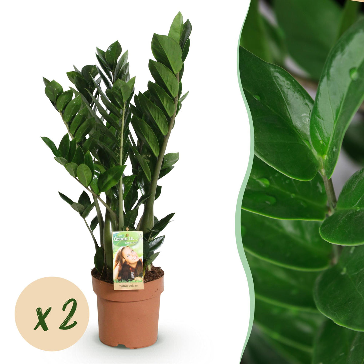 Green BoutiQ - Green is... Plantes d'intérieur - Zamioculcas - Plante ZZ - Peu d'entretien - Vert - 2 Plantes - Pot 17cm - Hauteur 65-75cm