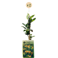 2x Lonicera tellmanniana - Tellmann's honeysuckle - Orange - Yellow - Climber - Ø9cm - ↕35cm