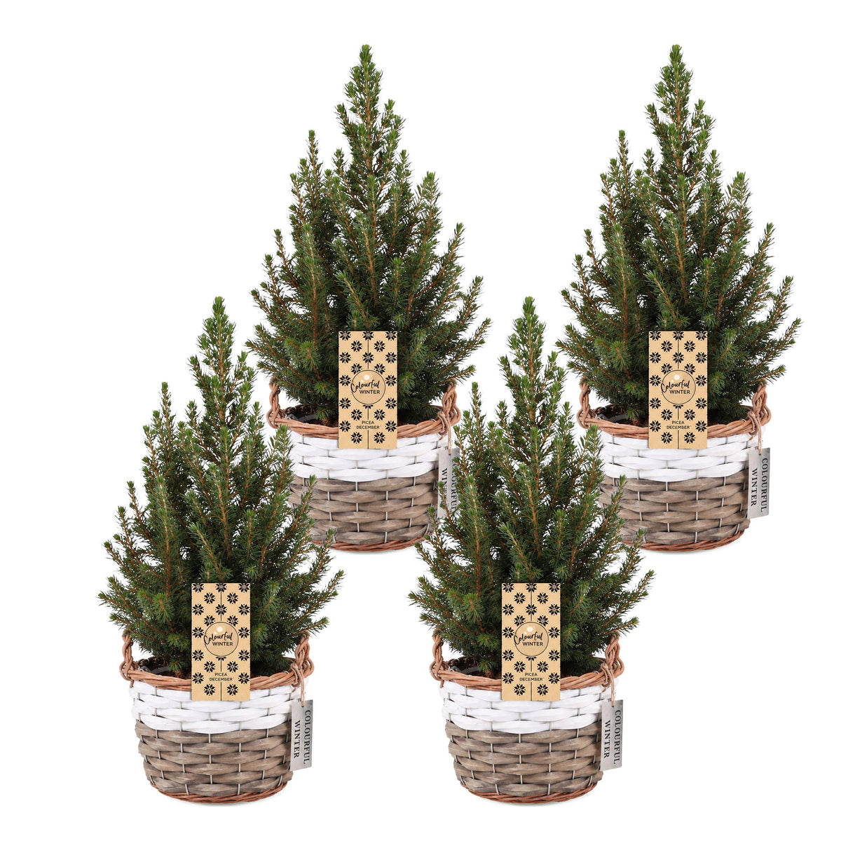 4x Picea glauca Conica - Dwarf Alberta Spruce - Green - Christmas tree - incl. basket - Ø17cm - ↕65cm