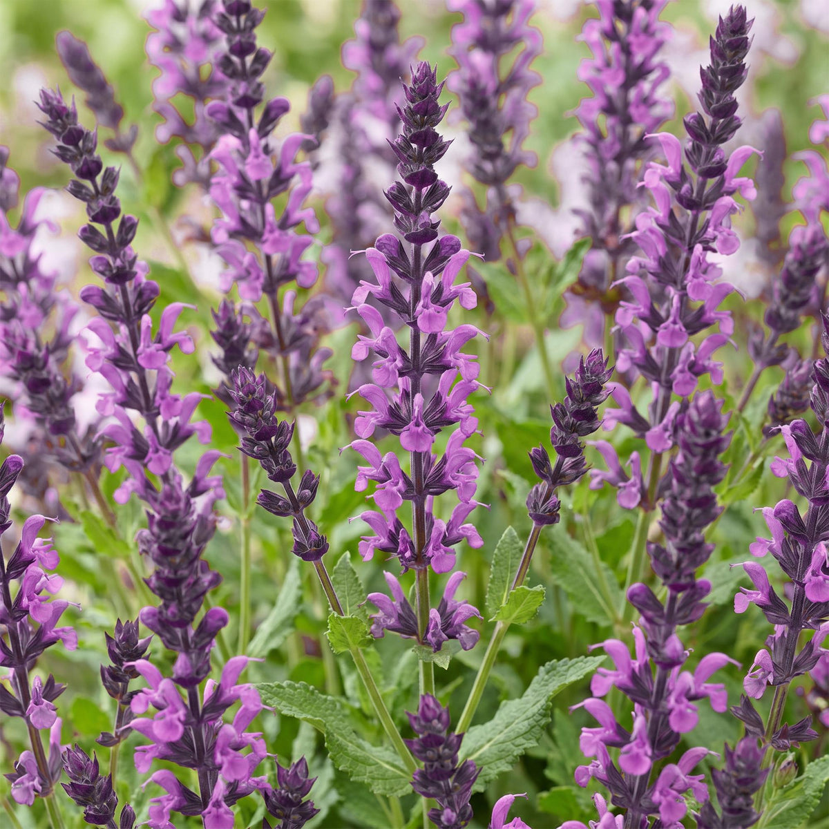 Green boutiQ - Plante vivace - Salvia nem. Sense Deep Pink - Sauge - Attire les abeilles et les papillons - Rose - 6 plantes - Pot 11cm - Hauteur 15-25cm