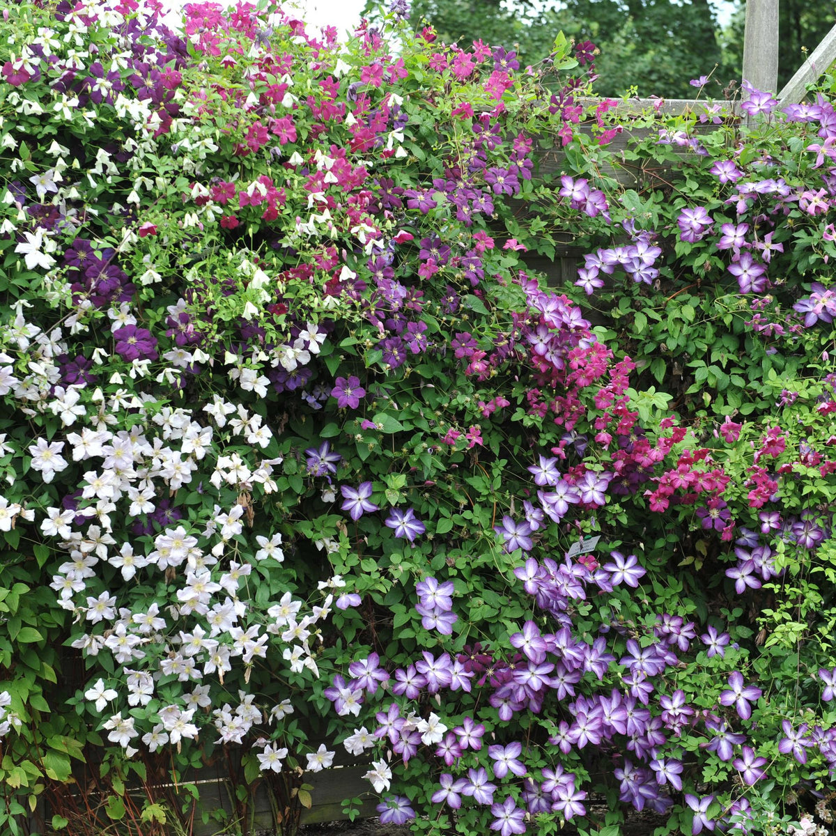 Green boutiQ - Klimplant - Clematis Rainbow - Bloem Roze Wit Paars Rood - Weinig onderhoud - 4 planten - Pot 11cm Hoogte 40cm