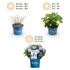 Green boutiQ - Gartenpflanze - Hydrangea Endless Summer The Original Blau - Hortensie - Winterhart - Blau - 1 Pflanze - Topf 14cm - Höhe 20-25cm