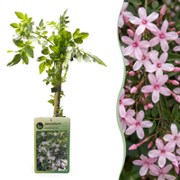 4x Jasminum stephanense - Stephan's jasmine - Pink - Climber - Ø9cm - ↕35cm