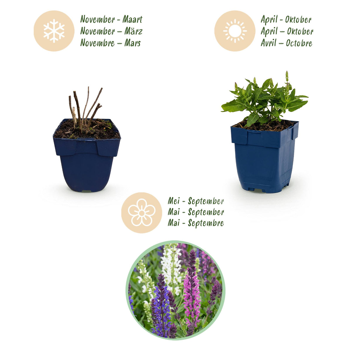 Green boutiQ - Stauden - Salvia Tricolour - Salbei - Duftend - Violett - Rosa - Weiß - 24 Pflanzen - Topf 11cm - Höhe 15-25cm