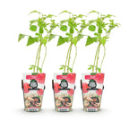 Green boutiQ - Plants fruitiers - Framboisier - Rubus idaeus Ottawa - Rustique - 3 plantes - Pot 9 cm - Framboise rouge
