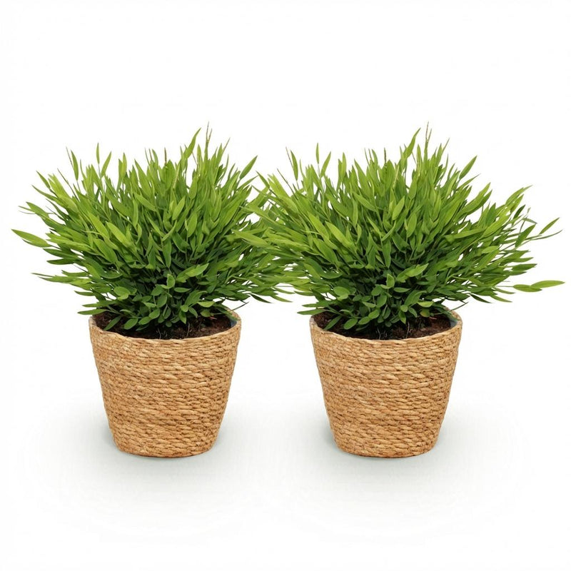 Green boutiQ - Kamerplant - Bamusa Pogonatherum Monica - Bamboegras - Huisdiervriendelijke Plant - Groen - 2 Planten - met Mand - Pot 12cm - Hoogte 20cm