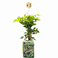 Clematis vitalba - Old man's beard - White - Climber - Ø9cm - ↕35cm