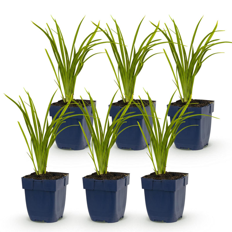 Green boutiQ - Vasteplant - Hemerocallis Autumn Red - Daglelie - Bijen en Vlinderlokkers - Rood - 6 Planten - Pot 11cm - Hoogte 15-25cm