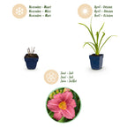 Green boutiQ - Plante vivace - Hemerocallis Summer Wine - Hémérocalle - Attire les abeilles et les papillons - Violet - 6 plantes - Pot 11cm - Hauteur 15-25cm