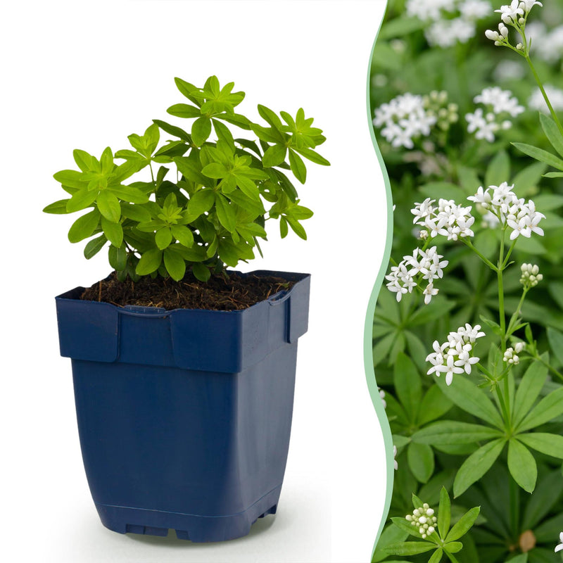 Green boutiQ - Vasteplant - Galium odoratum - Walstro - Bodembedekkend - Wit - 6 Planten - Pot 11cm - Hoogte 15-25cm