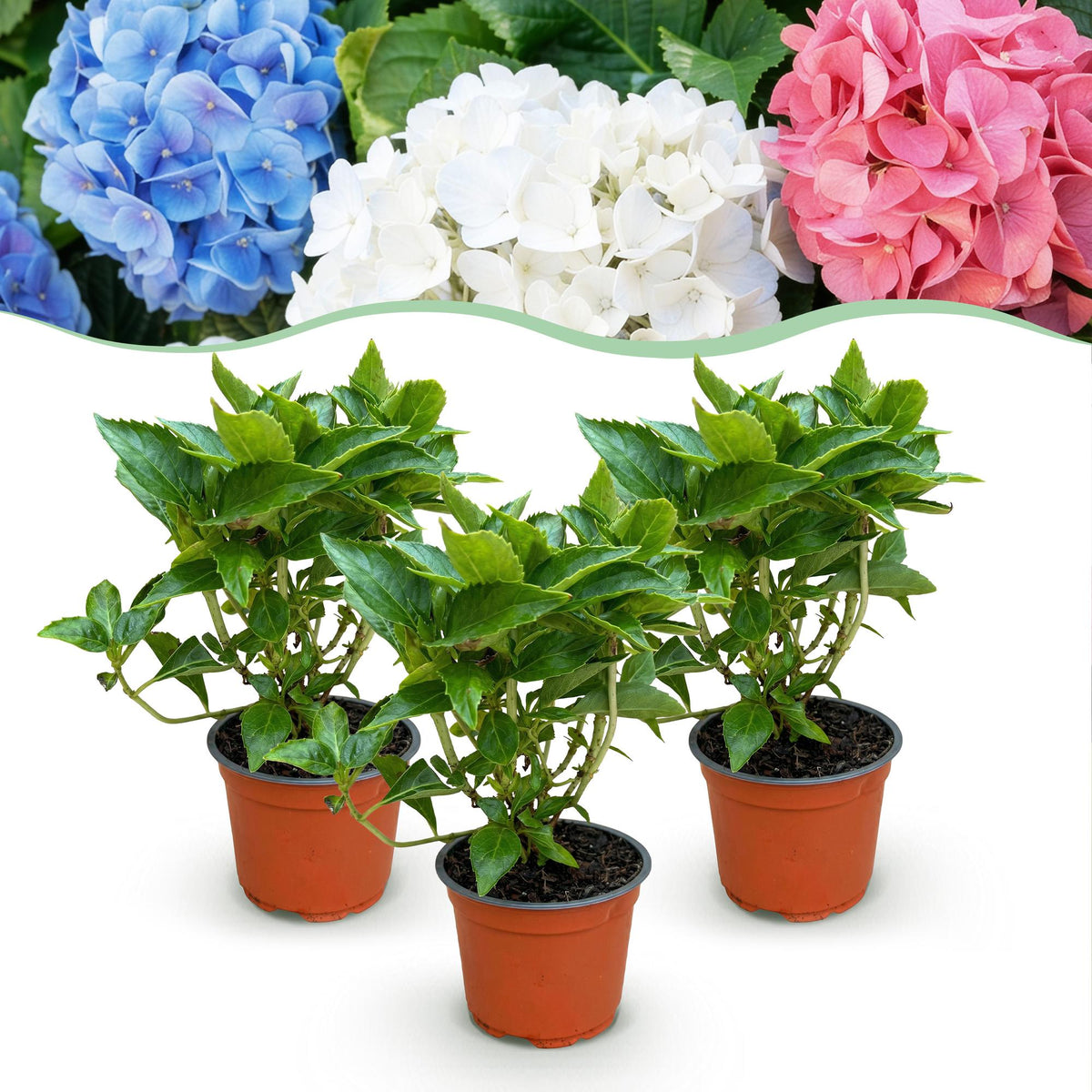 Green boutiQ - Plante de jardin - Hydrangea macrophylla Tricolour - Hortensia - Rustique - Rose-Bleu-Blanc - 3 Plantes - Pot 12cm - Hauteur 20-30cm