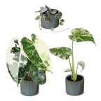 3x Baby Variegata Mix - Various colours - Tropical - incl. Linnea Misty Blue - Ø6cm - ↕10-15cm