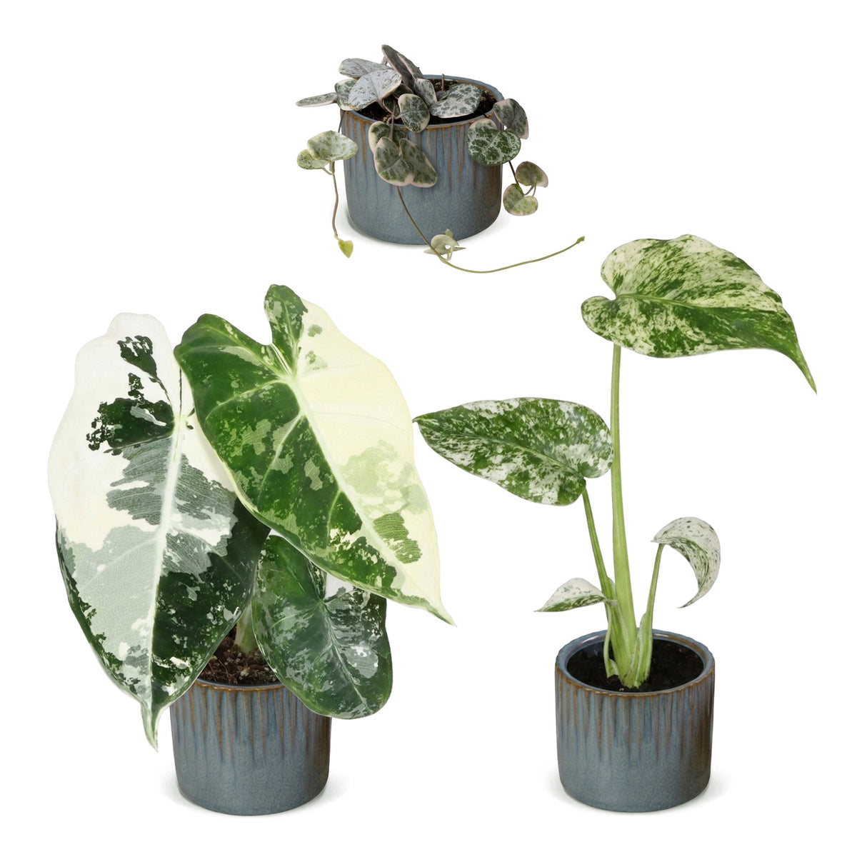 3x Baby Variegata Mix - Various colours - Tropical - incl. Linnea Misty Blue - Ø6cm - ↕10-15cm