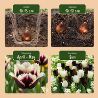 30x Tulipa Breakdance mix - Tulp Breakdance mix - Diversen - Voorjaarsbloeier - Bolmaat 11/12