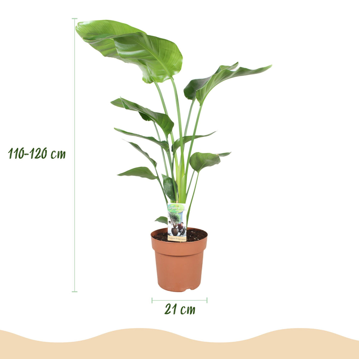 Green BoutiQ - Green is... Plantes d'intérieur - Strelitzia Nicolai - Oiseau du paradis - Peu d'entretien - Vert - 1 Plante - Pot 21cm - Hauteur 110-120cm