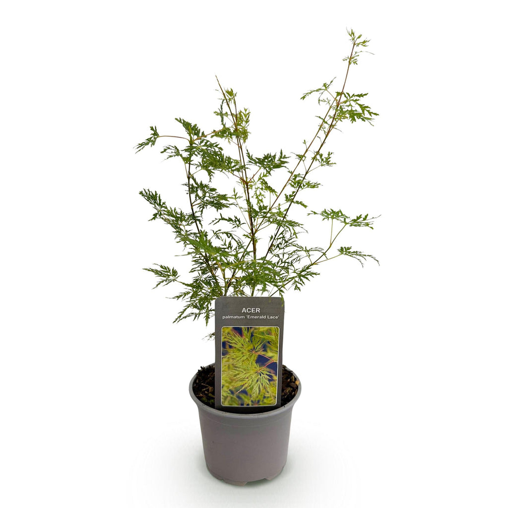 Green boutiQ - Plante de jardin - Acer palmatum Emerald Lace - Vert - 1 Plante - Caduc - Peu d'entretien - Pot 12cm Hauteur 35cm