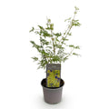 Green boutiQ - Plante de jardin - Acer palmatum Emerald Lace - Vert - 1 Plante - Caduc - Peu d'entretien - Pot 12cm Hauteur 35cm