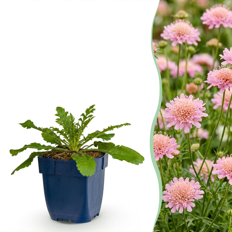 Green boutiQ - Vasteplant - Scabiosa col. Pink Mist - Duifkruid - Bijen en Vlinderlokkers - Roze - 1 Plant - Pot 11cm - Hoogte 15-25cm