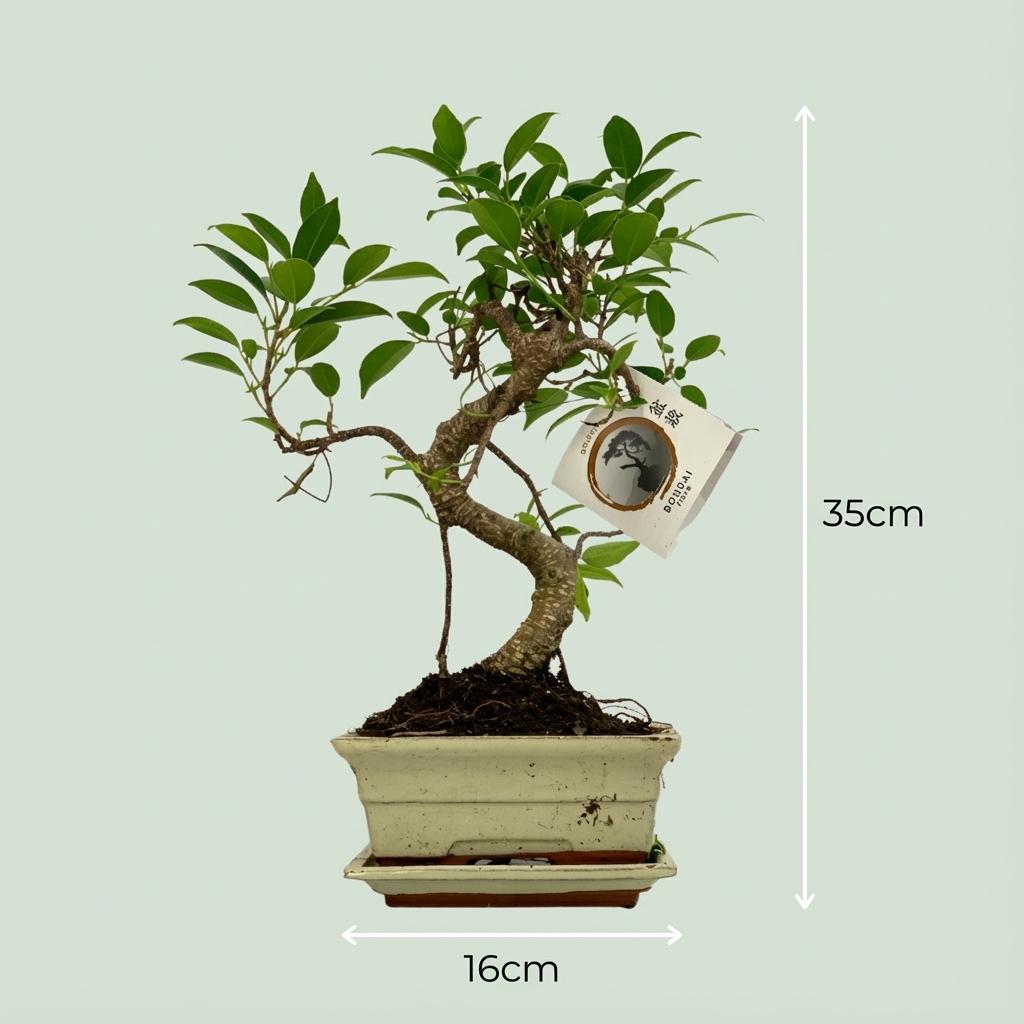 Bonsaï forme en S - Ø 15 cm - Hauteur : 30-35 cm (céramique mixte)