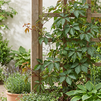 4x Parthenocissus henryana - Chinese Virginia Creeper - Green - Climber - Ø9cm - ↕35cm