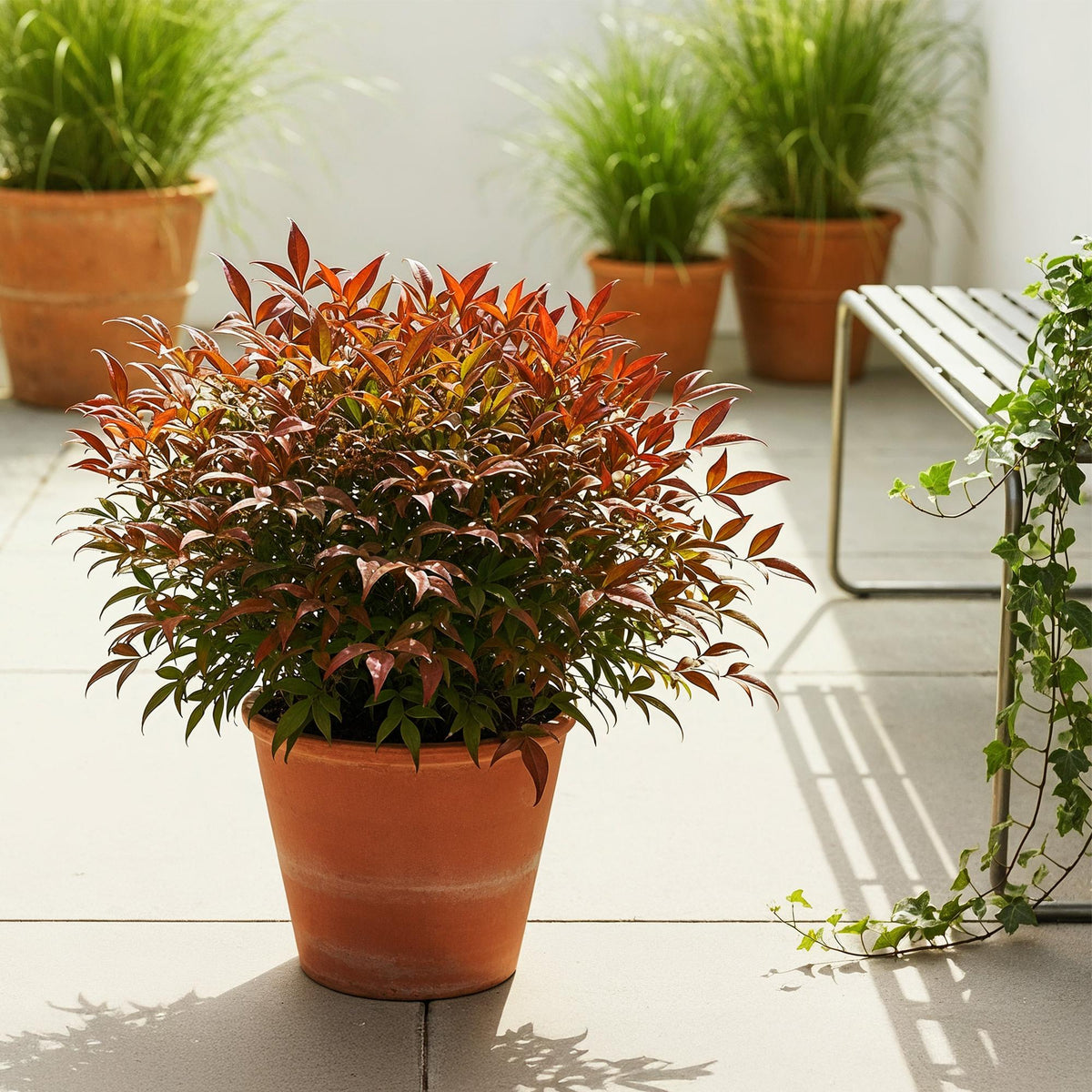 Green boutiQ - Plante de jardin - Nandina Gulfstream - Orange - 2 plantes - Persistant - Peu d'entretien - Pot 17cm Hauteur 45cm