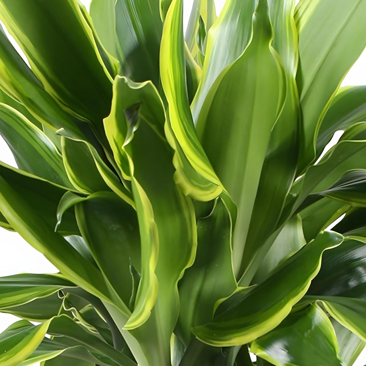 Green BoutiQ - Le vert, c'est... Plantes d'intérieur - Dracaena fragrans Golden Coast - Dragonnier - Entretien facile - avec panier - Vert - 2 Plantes - Pot 17cm - Hauteur 50-55cm