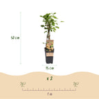 Green boutiQ - Plant fruitier - Ribes rubrum Witte Parel (Groseillier blanc) - Plant de baies - Rustique - Groseille blanche - 2 plantes - Pot 15cm - Hauteur 50cm