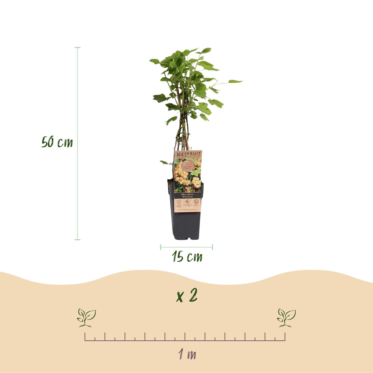 Green boutiQ - Plant fruitier - Ribes rubrum Witte Parel (Groseillier blanc) - Plant de baies - Rustique - Groseille blanche - 2 plantes - Pot 15cm - Hauteur 50cm