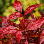 Green boutiQ - Plante de jardin - Nandina Blush Pink - Rose foncé - 2 plantes - Persistant - Peu d'entretien - Pot 17cm Hauteur 40cm