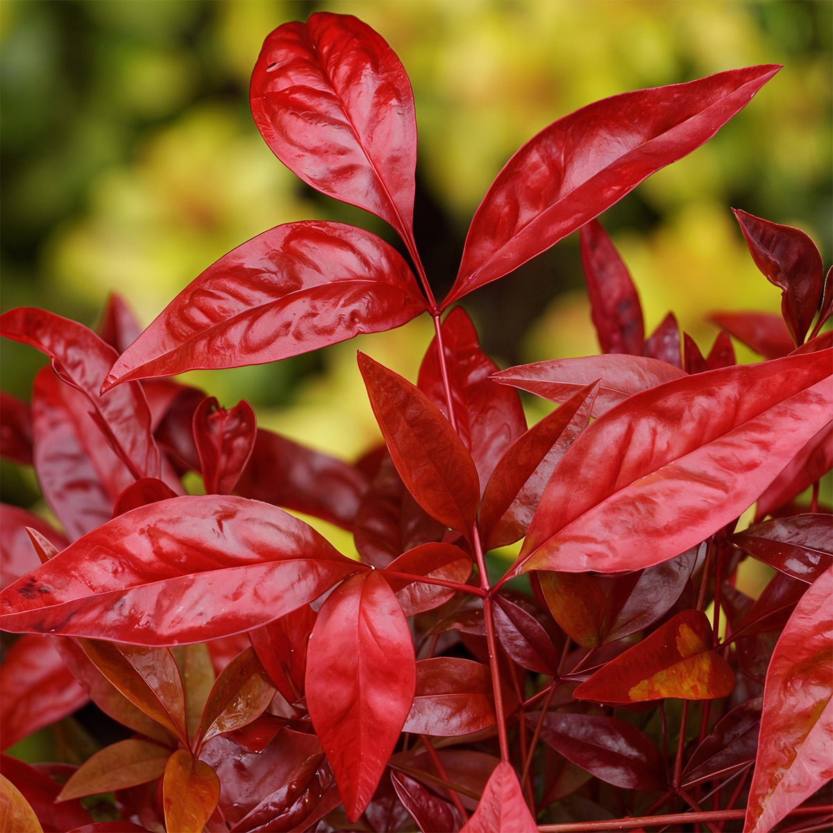 Green boutiQ - Plante de jardin - Nandina Blush Pink - Rose foncé - 2 plantes - Persistant - Peu d'entretien - Pot 17cm Hauteur 40cm