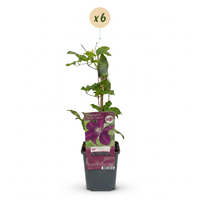 6x Clematis Rouge Cardinal - Bosrank Rode Kardinaal - Rood - Klimplant - Ø9cm - ↕35cm