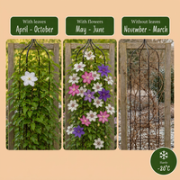 9x Clematis Tricolour - Driekleurige bosrank - Paars - Roze - Wit - Klimplant - Ø9cm - ↕35cm