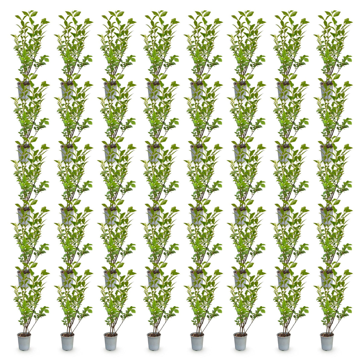Green boutiQ - 40x Ligustrum ovalifolium - Gewone Liguster - Haagplanten - Groenblijvend - Groen - Pot 9cm - Hoogte 35-45cm