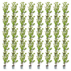 Green boutiQ - 40x Ligustrum ovalifolium - Troène commun - Plantes de haie - Persistant - Vert - Pot 9cm - Hauteur 35-45cm