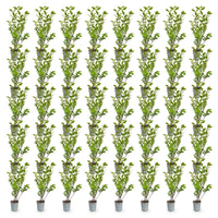 Green boutiQ - 40x Ligustrum ovalifolium - Gewone Liguster - Haagplanten - Groenblijvend - Groen - Pot 9cm - Hoogte 35-45cm