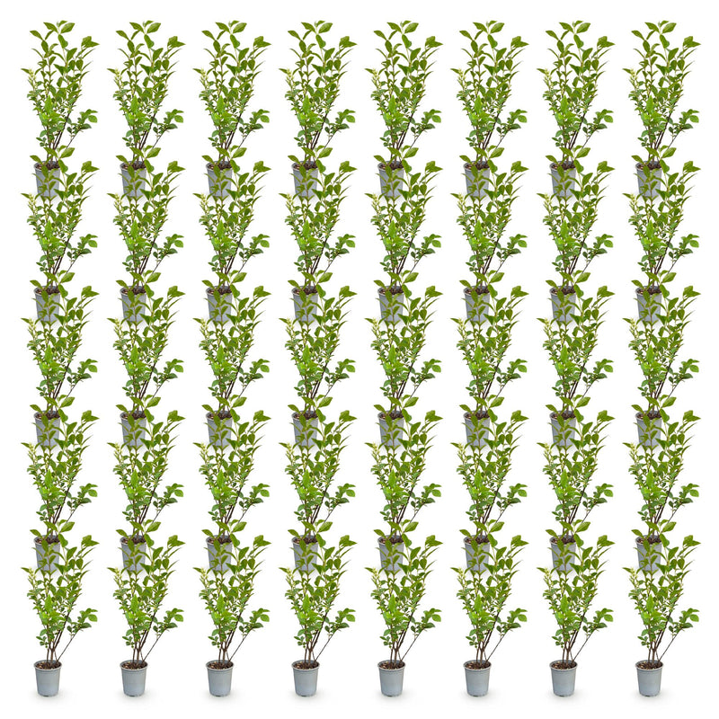 Green boutiQ - 40x Ligustrum ovalifolium - Gewone Liguster - Haagplanten - Groenblijvend - Groen - Pot 9cm - Hoogte 35-45cm