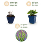 Green boutiQ - Stauden - Salvia nem. 'Sensation Deep Blue' - Steppensalbei - Bienen- und Schmetterlingsmagnet - Lila - 6 Pflanzen - Topf 11cm - Höhe 15-25cm