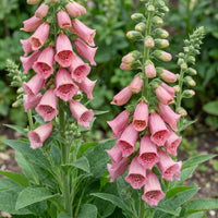 Green boutiQ - Vasteplant - Digitalis mertonensis - Vingerhoedskruid - Schaduw - Roze - 12 Planten - Pot 11cm - Hoogte 15-25cm