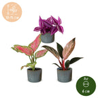 3x Baby Paradise Mix - Various colours - Tropical - incl. Linnea Misty Blue - Ø6cm - ↕10-15cm