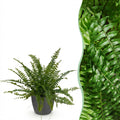 Green boutiQ - Zimmerpflanze - Nephrolepsis exaltata Green Lady - Farn - Haustierfreundliche Pflanze - Grün - 1 Pflanze - mit Topf Grau - Topf 12cm - Höhe 25cm