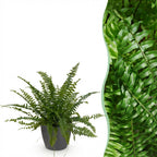 Green boutiQ - Zimmerpflanze - Nephrolepsis exaltata Green Lady - Farn - Haustierfreundliche Pflanze - Grün - 1 Pflanze - mit Topf Grau - Topf 12cm - Höhe 25cm