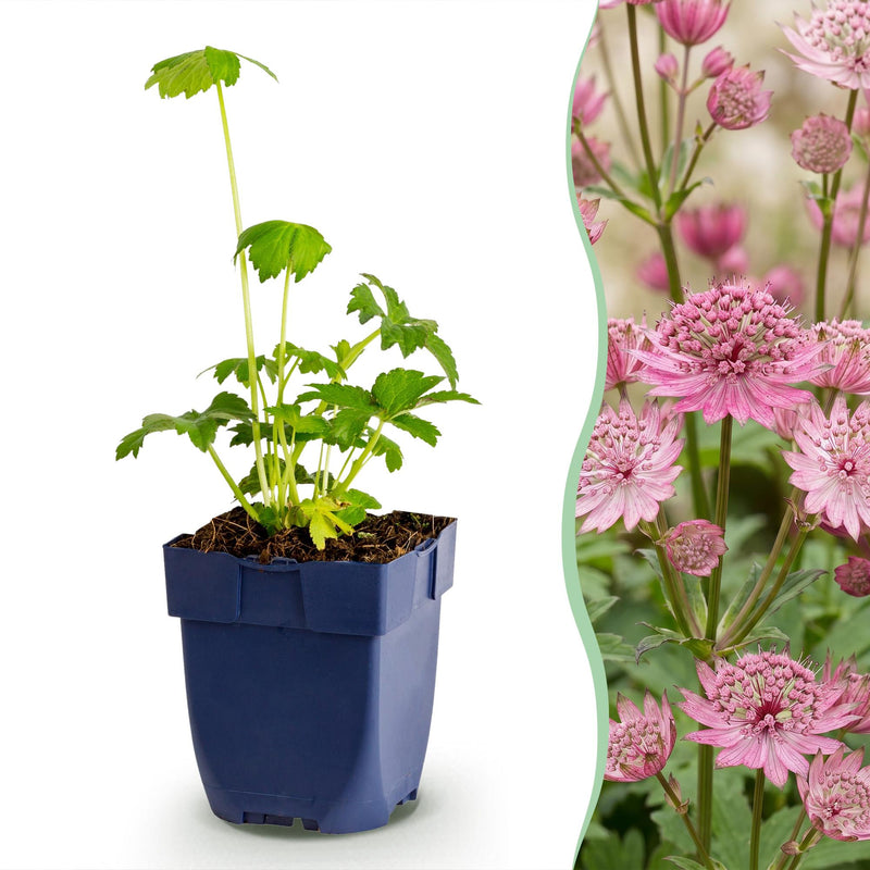 Green boutiQ - Vasteplant - Astrantia major - Sterrenkruid - Schaduw - Wit-Roze - 24 Planten - Pot 11cm - Hoogte 15-25cm