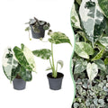 3x Baby Variegata Mix - Various colours - Tropical - Ø6cm - ↕10-15cm